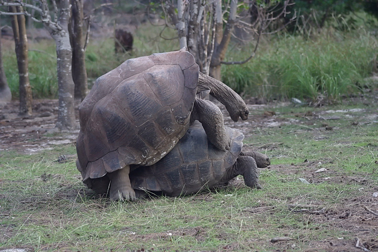 Aldabra giant turtles