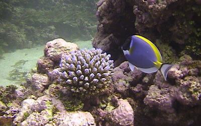 Coral and powderblue surgeaon fish while diving